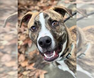 Mutt Dogs for adoption in Woodland, CA, USA