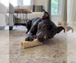 Small #2 American Staffordshire Terrier-Labrador Retriever Mix
