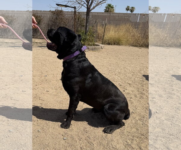 Medium Photo #2 Mutt Puppy For Sale in Goodyear, AZ, USA
