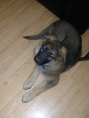 German Shepherd Dog Puppy for sale in TROY, OH, USA