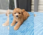 Small Photo #5 Cavapoo Puppy For Sale in DUNNVILLE, KY, USA