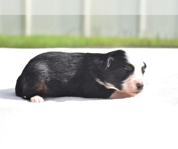 Medium Photo #4 Miniature Australian Shepherd Puppy For Sale in PALM COAST, FL, USA