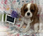 Small #6 Cavalier King Charles Spaniel