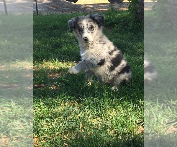 Medium Photo #1 Border-Aussie Puppy For Sale in LOMA, CO, USA