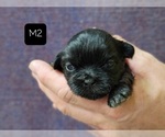 Small Photo #10 Shih Tzu Puppy For Sale in MANES, MO, USA