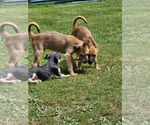 Small #7 Chihuahua-Wheaten Terrier Mix