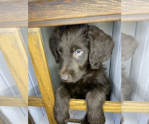 Medium Photo #1 Labradoodle Puppy For Sale in CORRAL DE TIERRA, CA, USA