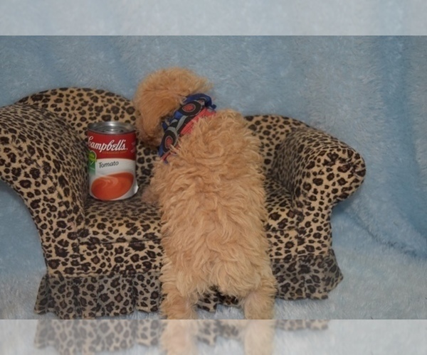 Medium Photo #9 Maltipoo Puppy For Sale in SANGER, TX, USA