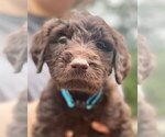 Small Photo #7 Goldendoodle-Schnoodle (Standard) Mix Puppy For Sale in ROME, GA, USA