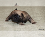 Small #5 Pug
