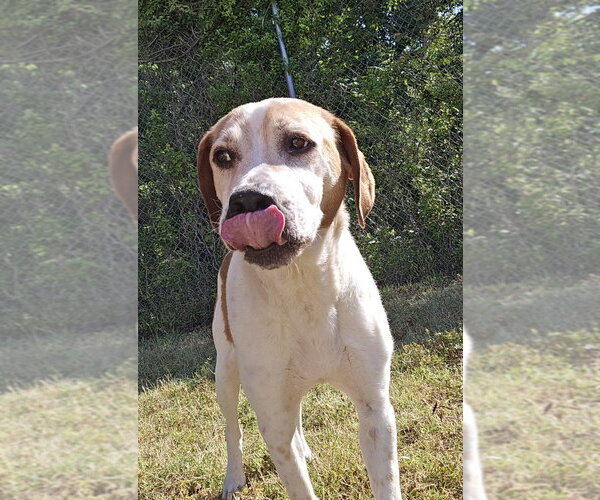 Medium Photo #2 Mutt Puppy For Sale in Glen Allen, VA, USA