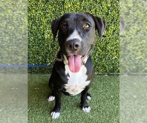 Labrador Retriever-Unknown Mix Dogs for adoption in Naples, FL, USA