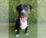 HONEY BOO BOO - Female Labrador Retriever-Unknown Mix Dog for Adoption - Small photo