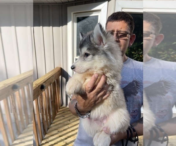 Medium Photo #63 Siberian Husky Puppy For Sale in KANSAS CITY, MO, USA