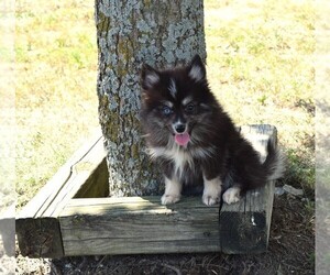 Pomsky Puppy for sale in BARNESVILLE, KS, USA