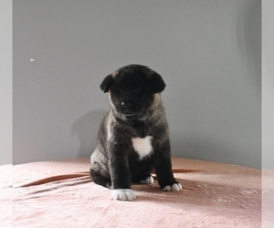 Akita Puppy for sale in MILLERSBURG, OH, USA