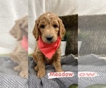 Puppy 7 Goldendoodle