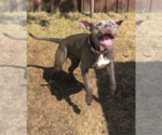 Small Photo #1 American Pit Bull Terrier Puppy For Sale in FORT WALTON BEACH, FL, USA