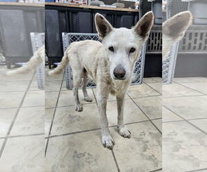Mutt Dogs for adoption in El Centro, CA, USA