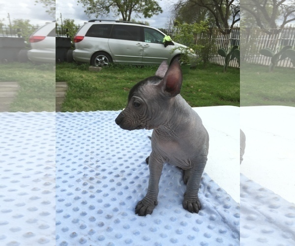 Medium Photo #4 Xoloitzcuintli (Mexican Hairless) Puppy For Sale in SACRAMENTO, CA, USA