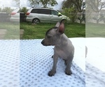 Small Photo #4 Xoloitzcuintli (Mexican Hairless) Puppy For Sale in SACRAMENTO, CA, USA