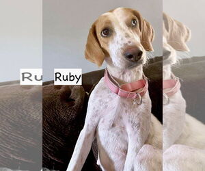 Treeing Walker Coonhound-Unknown Mix Dogs for adoption in GILBERTS, IL, USA