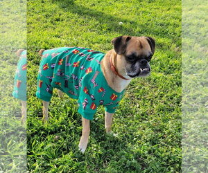 Nash - Male Boston Terrier-Boxer Mix Dog for Adoption - Photo #2