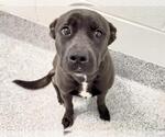 Small #1 Labrador Retriever Mix