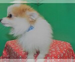 Small Photo #5 Pomeranian Puppy For Sale in PATERSON, NJ, USA