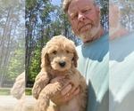Small Photo #15 Goldendoodle (Miniature) Puppy For Sale in STELLA, NC, USA