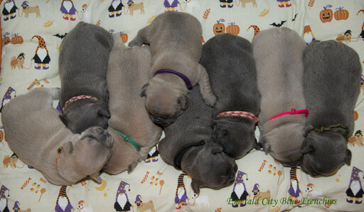 Medium Photo #12 French Bulldog Puppy For Sale in EVERETT, WA, USA