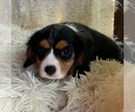 Small Photo #4 Cavalier King Charles Spaniel Puppy For Sale in ORRTANNA, PA, USA