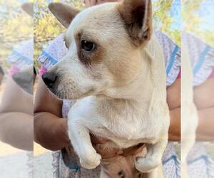 Chihuahua-Unknown Mix Dogs for adoption in San Antonio, TX, USA