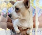 Small Chihuahua Mix