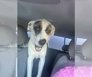 Mutt Dogs for adoption in Rowlett, TX, USA