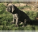 Small #8 Neapolitan Mastiff