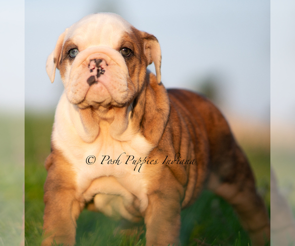 Medium Photo #6 Bulldog Puppy For Sale in WARSAW, IN, USA