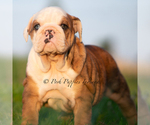 Small #5 Bulldog