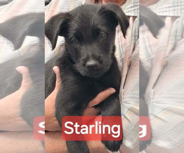 Medium Photo #1 GIANT SCHNAUZER -Unknown Mix Puppy For Sale in Aurora, IN, USA