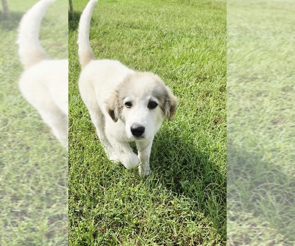 Medium Photo #1 Great Pyrenees Puppy For Sale in UMATILLA, FL, USA