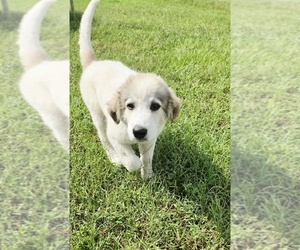 Great Pyrenees Puppy for sale in UMATILLA, FL, USA