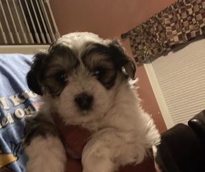 Cavachon-Morkie Mix Puppy for sale in CHESTER, VA, USA