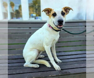Mutt Dogs for adoption in Long Beach, CA, USA