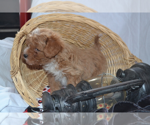 Medium Photo #5 Cavapoo (Miniature)-Poodle (Toy) Mix Puppy For Sale in GREENWOOD, WI, USA