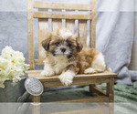 Puppy Samuel Shih Tzu