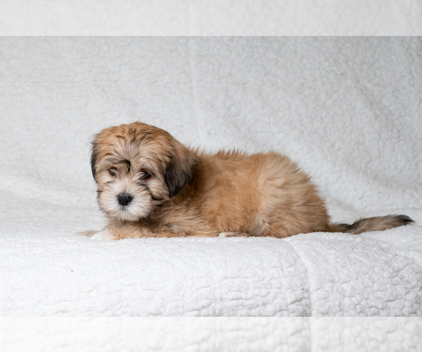 Medium Photo #3 Zuchon Puppy For Sale in WHEELING, IL, USA