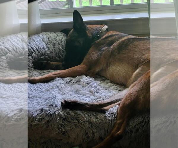 Medium Photo #2 Mutt Puppy For Sale in Stevens Point, WI, USA