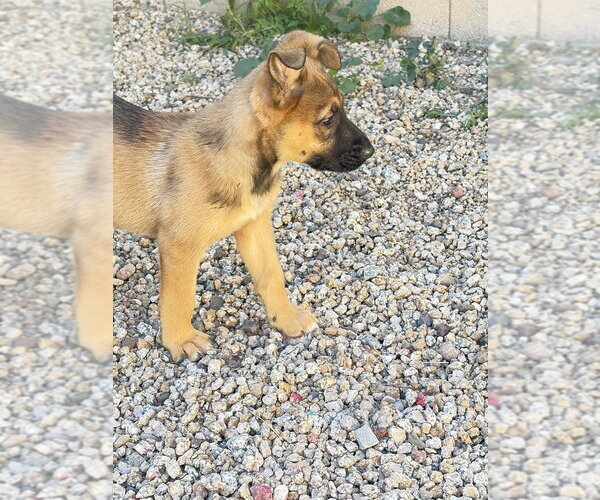 Medium Photo #6 Mutt Puppy For Sale in Dana Point, CA, USA