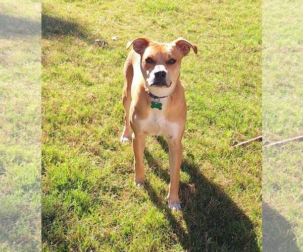 Medium Photo #2 Mutt Puppy For Sale in Greenville, SC, USA