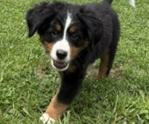 Medium Photo #19 Bernese Mountain Dog Puppy For Sale in SPRINGFIELD, OH, USA